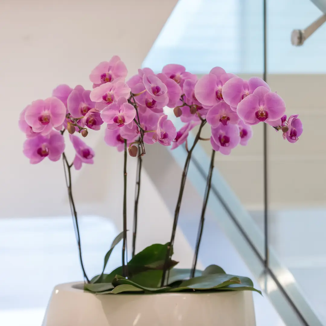 Composition orchidées