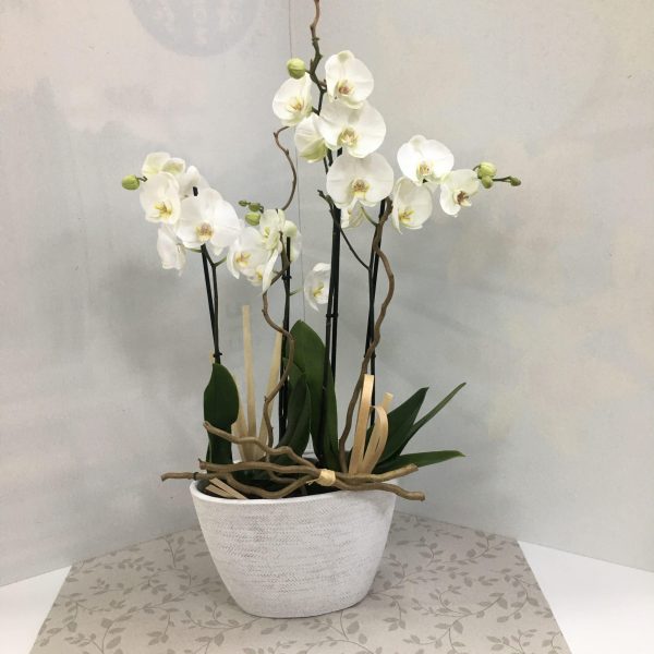 Composition d'Orchidées 🌸 – Image 2